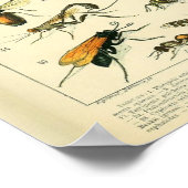 Vintage Adolphe Millot Druckinsekten Muster-B Poster (Ecke)
