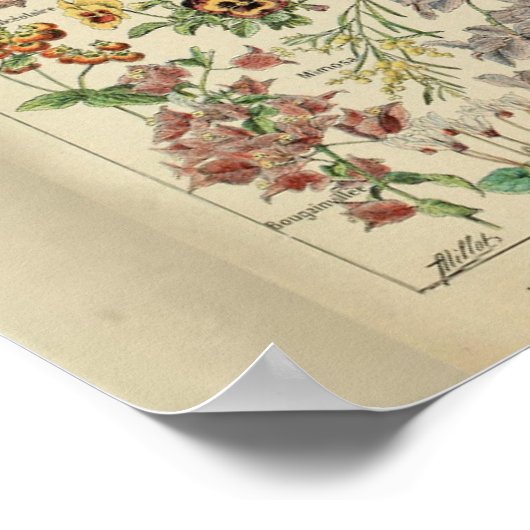Vintage Adolphe Millot Print-Blume Poster (Ecke)