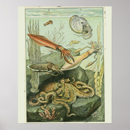 Vintage Adolphe Millot Print Mollusken Muster Poster