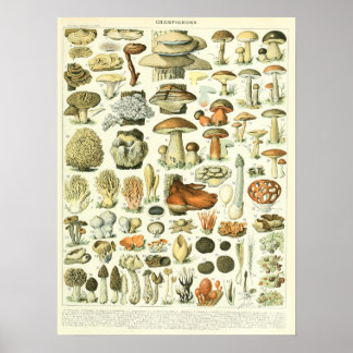 Vintage Adolphmmilch Pinselspitzen Plakat