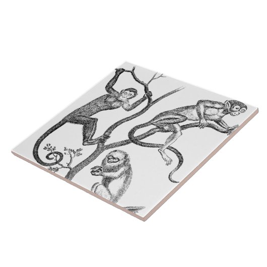 Vintage Affe-Illustration - Affen 1800's Fliese (Seite)