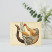 Vintage Affe mit Früchte-Postkarte Postkarte (Stehend Vorderseite)