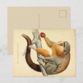 Vintage Affe mit Früchte-Postkarte Postkarte (Vorne/Hinten)