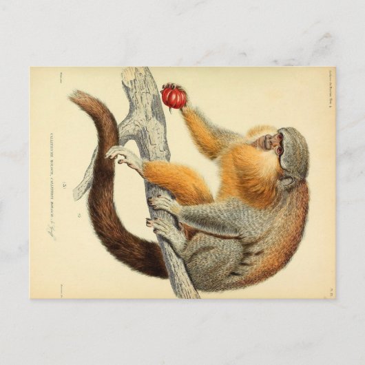 Vintage Affe mit Früchte-Postkarte Postkarte (Vorderseite)