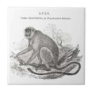 Vintage Affenkunst des 18. Jahrhunderts Fliese