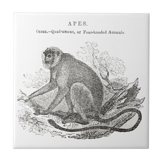 Vintage Affenkunst des 18. Jahrhunderts Fliese (Vorderseite)