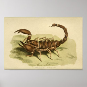 Vintage afrikanische Skorpion Naturgeschichte druc Poster
