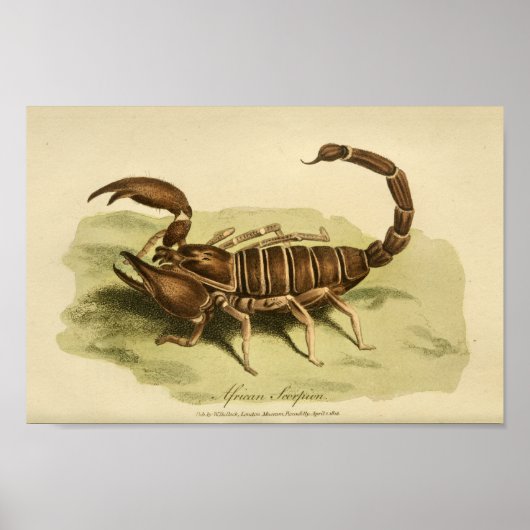Vintage afrikanische Skorpion Naturgeschichte druc Poster (Vorne)