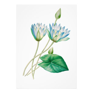 Vintage ägyptische Lotusblumen-Fotovergrößerung Fotodruck