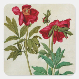 Vintage-Albrecht-Dürer-Pfingstrosen-Aufkleber Quadratischer Aufkleber