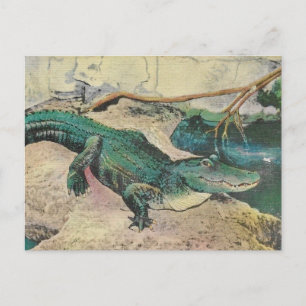 Vintage-Alligator-Illustrations-Postkarte Postkarte