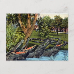 Vintage-Alligator-Quartett Bayano River, Panama Postkarte
