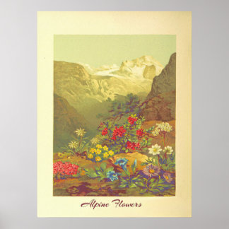 Vintage Alp Blume Poster