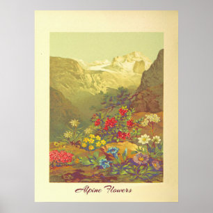 Vintage Alpenblumen-Kunst  Poster
