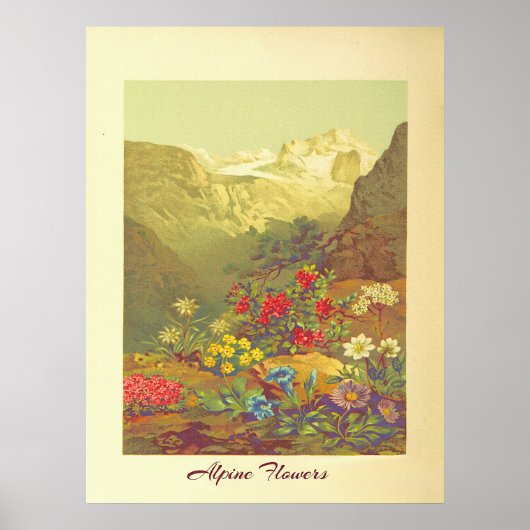 Vintage Alpenblumen-Kunst Poster (Vorne)