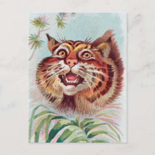 Vintage American Wild Cat Postcard Postkarte (Vorderseite)