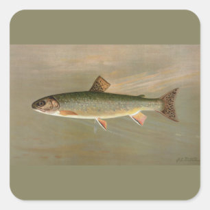Vintage amerikanische Bachforelle Fische Kunst Quadratischer Aufkleber