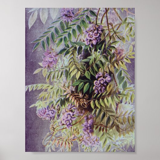 Vintage amerikanische Wisteria Purple Blumen Poster (Vorne)