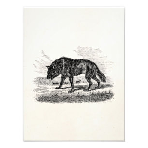 Vintage amerikanische Wolf 1800s Wolf-Illustration Fotodruck