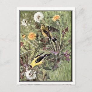 Vintage Amerikanischer Goldfink - Robert Bruce Hor Postkarte