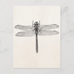 Vintage Amerikanischer Libelle Schablone Postkarte