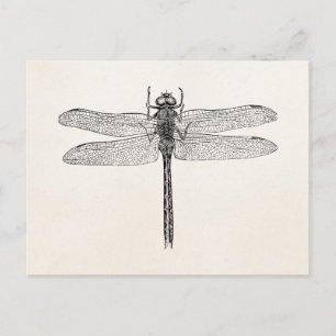 Vintage Amerikanischer Libelle Schablone Postkarte