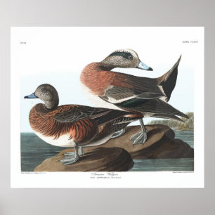 Vintage-Amerikanischer Pfeifente-Audubon-Plakat Poster