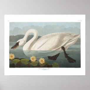Vintage-Amerikanischer Schwan Audubon-Kunst Poster
