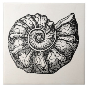 Vintage Ammonit Meeresmuschel Fossil Muschel Vorla Fliese