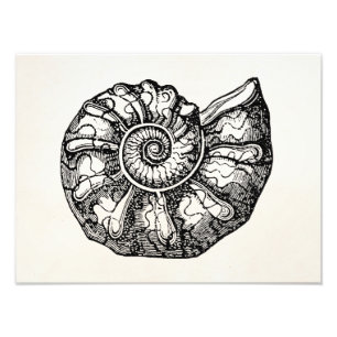 Vintage Ammonit Meeresmuschel Fossil Muschel Vorla Fotodruck
