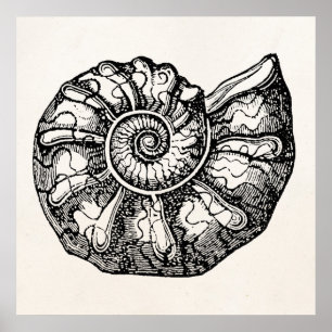 Vintage Ammonit Meeresmuschel Fossil Muschel Vorla Poster