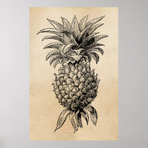 Vintage Ananas-Illustration Ananas aus dem 18. Jah Poster