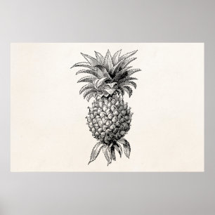 Vintage Ananas-Illustration Ananas aus dem 18. Jah Poster