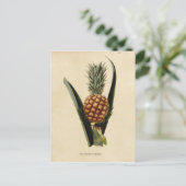 Vintage Ananas-Illustration Postkarte (Stehend Vorderseite)