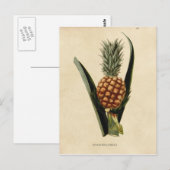 Vintage Ananas-Illustration Postkarte (Vorne/Hinten)