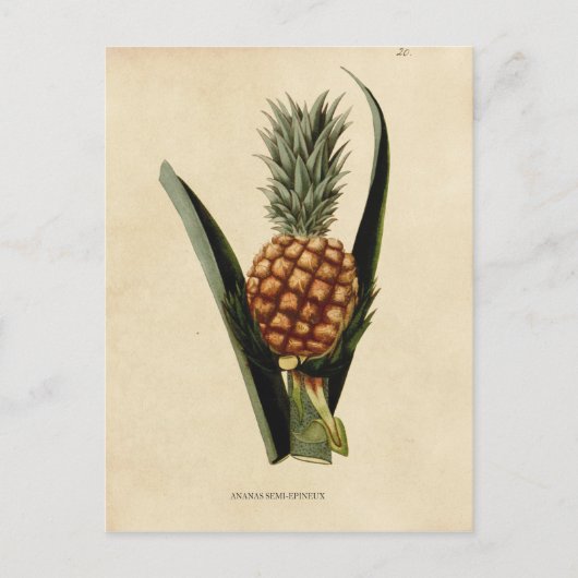 Vintage Ananas-Illustration Postkarte (Vorderseite)