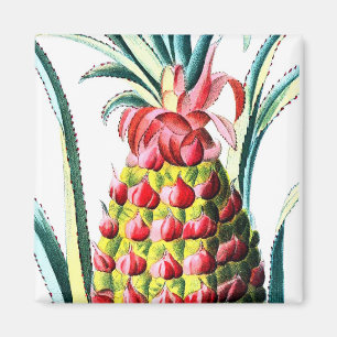 Vintage-Ananas tropische Fruchtillustration Magnet