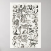 Vintage Anatomical Illustration Poster (Vorne)