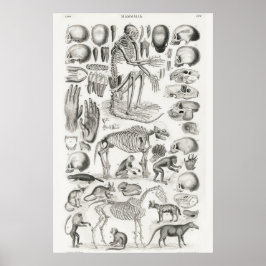 Vintage Anatomical Illustration Poster