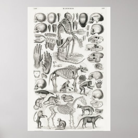 Vintage Anatomical Illustration Poster (Vorne)
