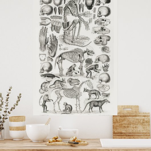 Vintage Anatomical Illustration Poster (Küche)