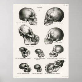 Vintage Anatomical Illustration Poster
