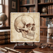 Vintage Anatomical Skull Ink Drawing Sepia Fliese