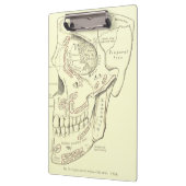 Vintage Anatomie Anterolateral Region des Schädels Klemmbrett (Links)