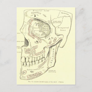 Vintage Anatomie Anterolaterale Region des Schädel Postkarte