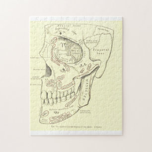 Vintage Anatomie Anterolaterale Region des Schädel Puzzle