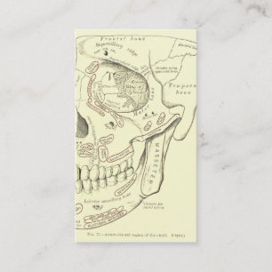 Vintage Anatomie Anterolaterale Region des Schädel Visitenkarte