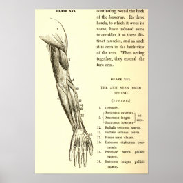 Vintage Anatomie | Armmuskeln (um 1852) Poster