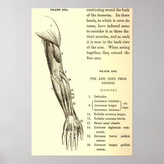 Vintage Anatomie | Armmuskeln (um 1852) Poster (Vorne)