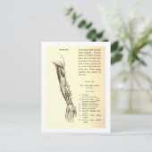 Vintage Anatomie | Armmuskeln (um 1852) Postkarte (Stehend Vorderseite)